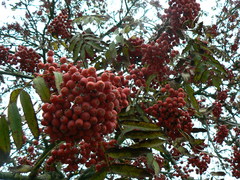 Sorbus aucuparia