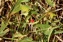 Cucumis variabilis