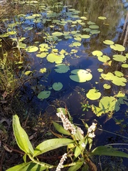 Nymphoides indica
