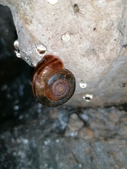 Campylaea illyrica