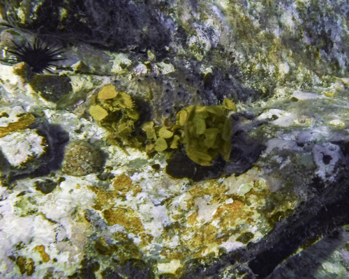 Turbinaria tricostata observed 2022-01-05