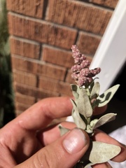 Atriplex cinerea