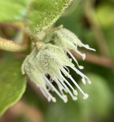 Chorilaena quercifolia