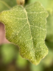 Chorilaena quercifolia