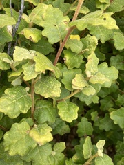 Chorilaena quercifolia