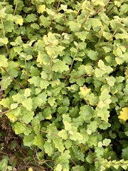 Chorilaena quercifolia