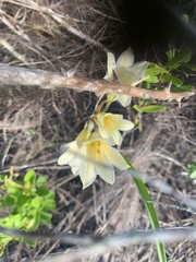 Cyrtanthus loddigesianus