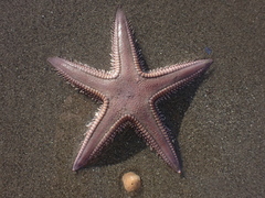 Astropecten verrilli