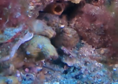 Cnemidocarpa bicornuta