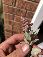 Atriplex cinerea