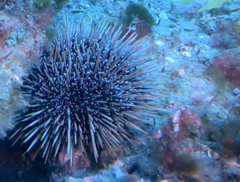 Evechinus chloroticus