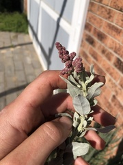 Atriplex cinerea