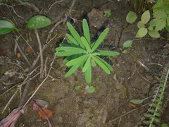 Euphorbia microcarpa