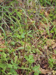 Sanicula bipinnata