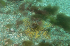 Ciocalypta polymastia