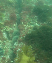 Evechinus chloroticus