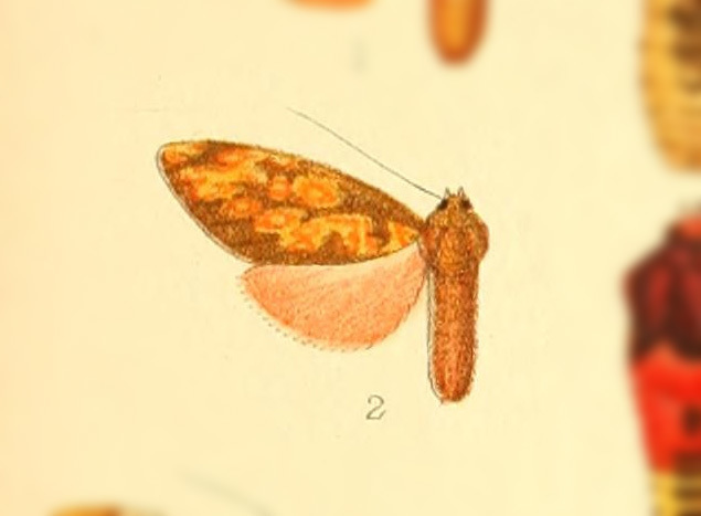 Melese ocellata