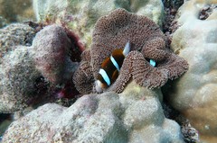 Amphiprion