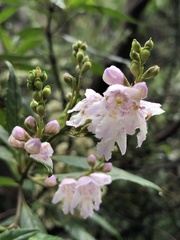 Prostanthera subalpina
