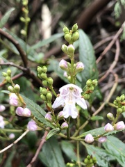 Prostanthera subalpina