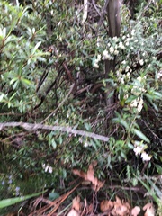 Prostanthera subalpina