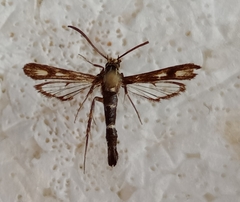 Chamaesphecia alysoniformis