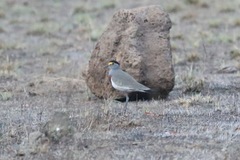 Vanellus superciliosus