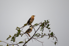 Acridotheres leucocephalus