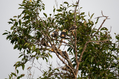 Acridotheres leucocephalus