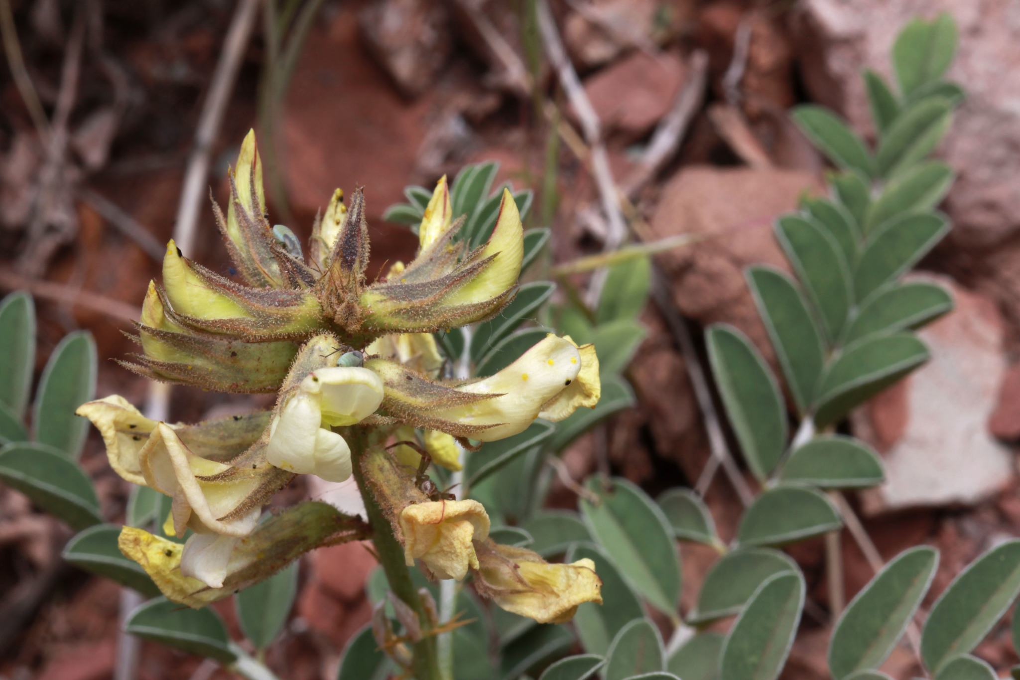 Peteria thompsoniae