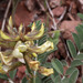 Peteria thompsoniae - Photo (c) Andrey Zharkikh,  זכויות יוצרים חלקיות (CC BY)