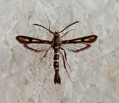 Chamaesphecia alysoniformis