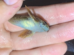 Oligocottus rubellio