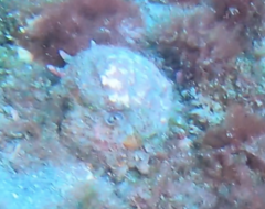 Astraea heliotropium