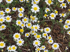 Anthemis werneri
