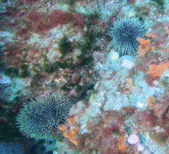Evechinus chloroticus