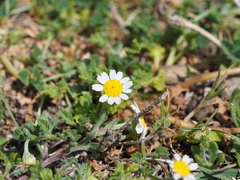 Anthemis werneri