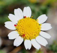 Anthemis werneri