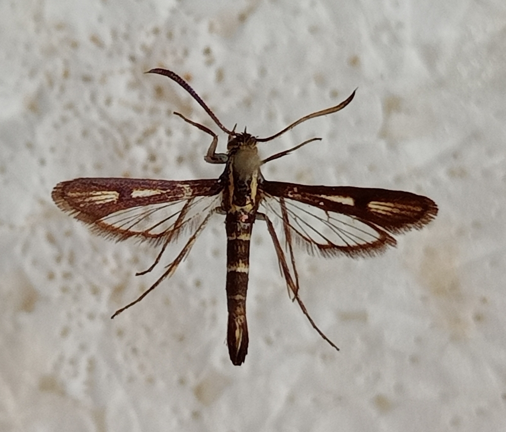Chamaesphecia alysoniformis
