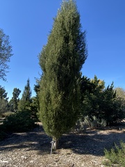 Cupressus dupreziana