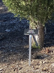 Cupressus dupreziana