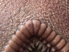 Astropecten verrilli