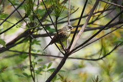 Emberiza personata