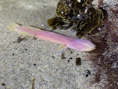 Typhlogobius californiensis