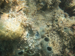 Porifera