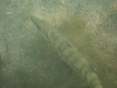 Sphyraena barracuda
