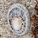 Giant Limpet - Photo (c) pimelea, some rights reserved (CC BY-NC), uploaded by pimelea