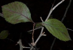 Crataegus calpodendron