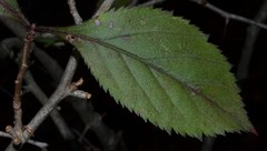 Crataegus calpodendron