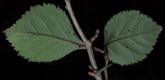 Crataegus calpodendron